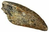 Serrated, Raptor Tooth - Real Dinosaur Tooth #243714-1